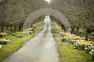 Beautiful village road with yellow daffodils flowers and trees a