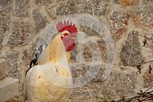 A beautiful village rooster poses in front of the camera