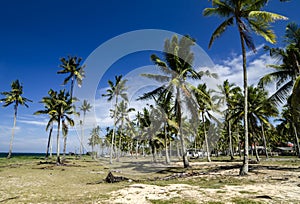 Beautiful village in Terengganu, Malaysia near the beach surrounded by coconut tree under bright su