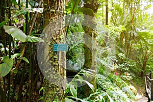 Beautiful vines in natural environment in Tropical Botanical Garden of the Big Island of Hawaii. Lush tropical vegetation of the i