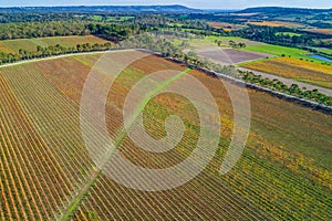 Beautiful vineyard in autumn in Melbourne.