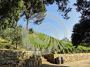 Beautiful Vineyard in California photo