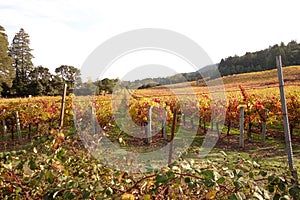 Beautiful vineyard field in Sonoma Valley, California