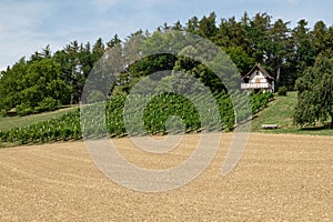 Beautiful vineyard in front of a green forest with a small white winemakers house, wooden bench stands next to a tree, in the day