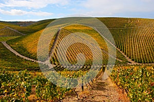 Beautiful Vineyard Landscape