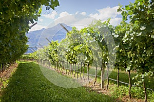 Beautiful Vineyard landscape with green and yellow sunny leaves in Valdobiaddene, Italy.