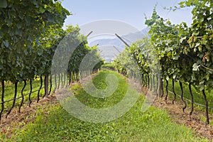 Beautiful Vineyard landscape with green and yellow sunny leaves in Valdobiaddene, Italy.