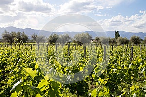 Beautiful vineyard in Mendoza, Argentina