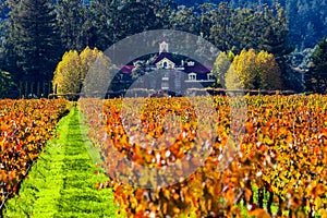 Beautiful vineyard in Napa Valley on a sunny day in the fall