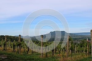 Beautiful vineyard with nice view