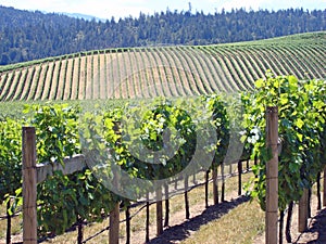 Beautiful Vineyard in Northern California