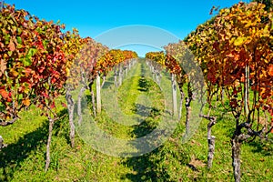 Beautiful vineyard platation with colorful leafs red, yellow and green, located in Waiheke island with a beautiful blue