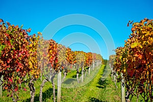 Beautiful vineyard platation with colorful leafs red, yellow and green, located in Waiheke island with a beautiful blue