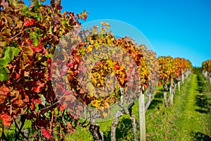 Beautiful vineyard platation with colorful leafs red, yellow and green, located in Waiheke island with a beautiful blue