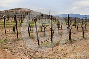 Beautiful vineyard rows at a winery in Verde Valley, Arizona, USA