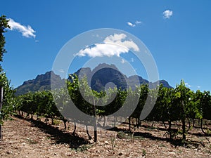 Beautiful vineyard in South Africa