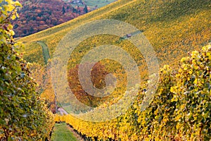 Beautiful vineyard in Southern Styria on the sunrise