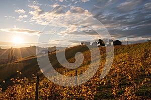 Beautiful vineyard in Southern Styria on the sunrise