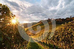 Beautiful vineyard in Southern Styria on the sunrise