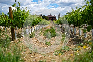 Beautiful vineyard at sunny day