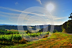 Beautiful vineyard in a sunny spring day with blue sky in Peccioli, Valdera, Tuscany. Italy