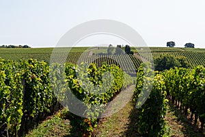 Beautiful vineyards hill on Saint Emilion french Bordeaux wine