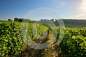 Beautiful vineyards in Moravia