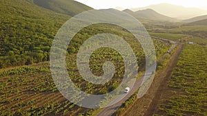 Beautiful vineyards in the mountains of Crimea. Coctebel. Aerial drone video.