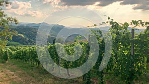 Beautiful vineyards on a sunny day on the soft hills of the Colli Piacentini, near Piacenza, Emilia Romagna, Italy.