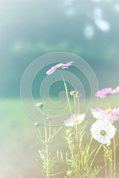 Beautiful vintage cosmos flower field photo soft or selective focus
