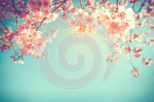 Beautiful vintage sakura flower cherry blossom in spring.