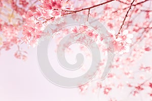 Beautiful vintage sakura flower cherry blossom in spring