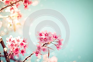 beautiful vintage sakura tree flower cherry blossom in spring.