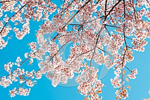 Beautiful vintage sakura tree flower cherry blossom in spring on blue sky background