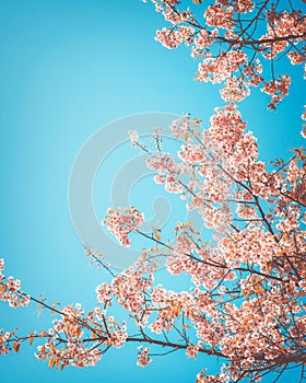 Beautiful vintage sakura tree flower cherry blossom in spring.