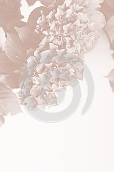 Beautiful, vintage style flora background with hydrangea