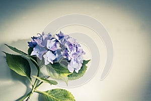 Beautiful, vintage style flora background with hydrangea