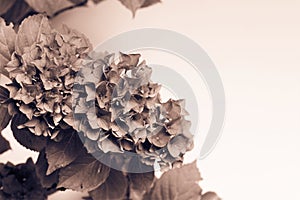 Beautiful, vintage style flora background with hydrangea