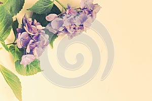 Beautiful, vintage style flora background with hydrangea or hortensia bloosom