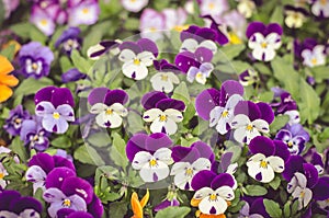 Beautiful viola flowers