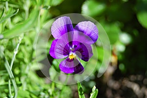 Beautiful viola tricolor flower