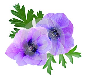 Beautiful violet anemone flower