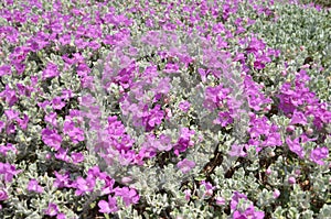 Beautiful violet barometer bush flowers