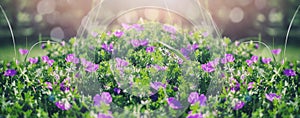 Beautiful violet bells flowers, greens and bokeh lighting in the garden, summer outdoor floral nature background