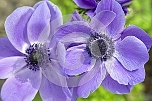 Beautiful violet blue black ornamental anemone coronaria de caen in bloom, bright colorful flowering springtime plant