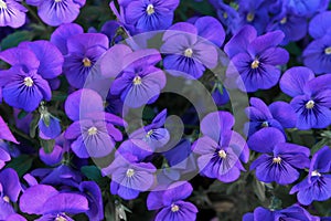 Beautiful violet blue pansies natural pattern. Bright backplate for spring and summer designs