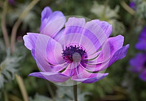 Beautiful violet color of Poppy Anemone flower `Monalisa Deep Blue`