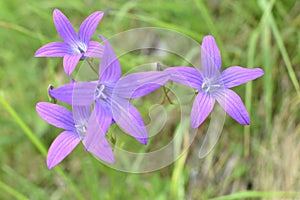 The beautiful violet color spreading bellflower in the bloom