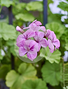 Beautiful violet-colored geranium flowers natural bouquet c
