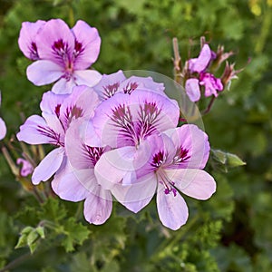 Beautiful violet-colored geranium flowers natural bouquet closeup